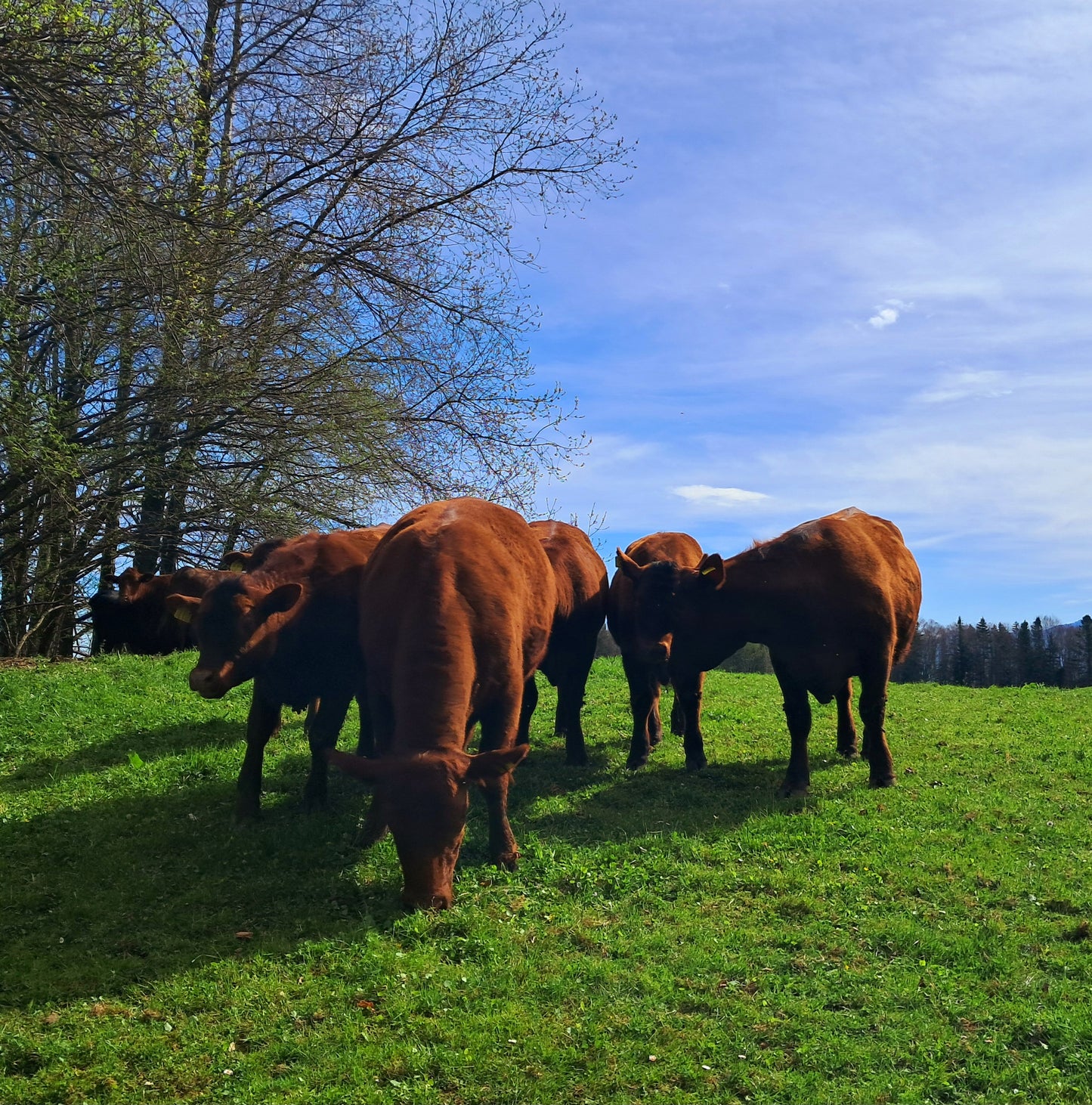 Rinderhackfleisch