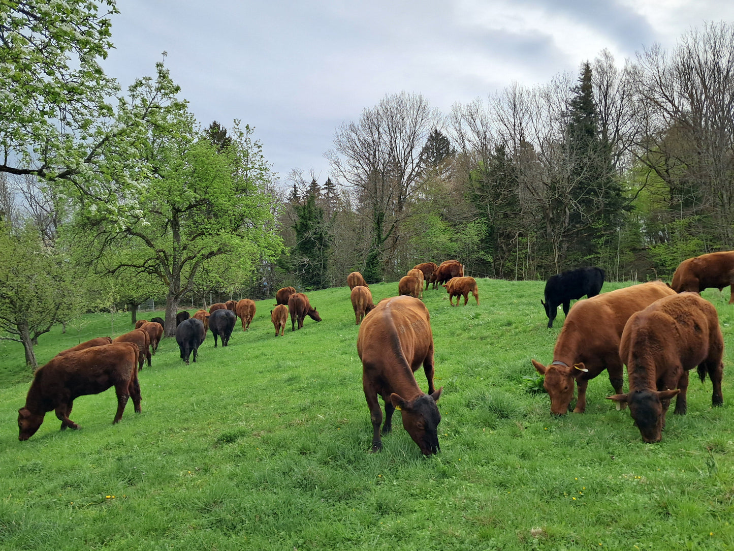 Unsere Mutterkuhherde