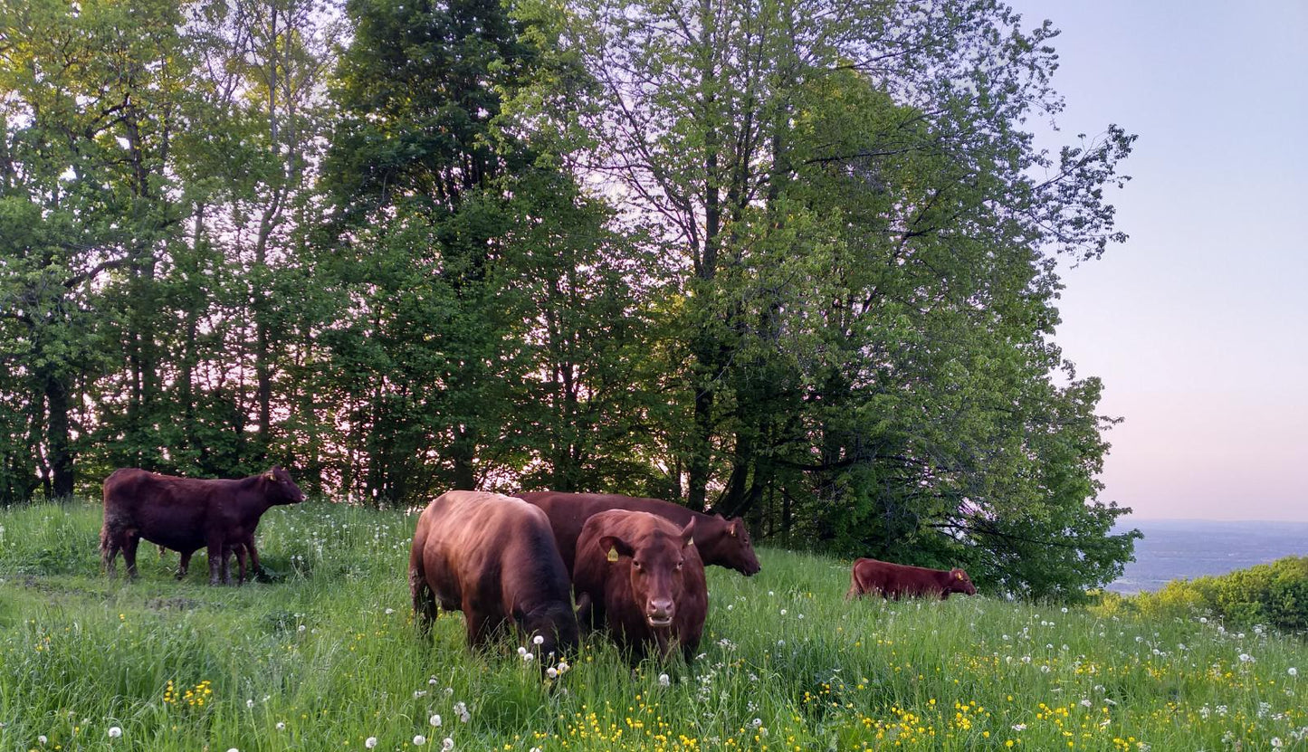Rinderhackfleisch