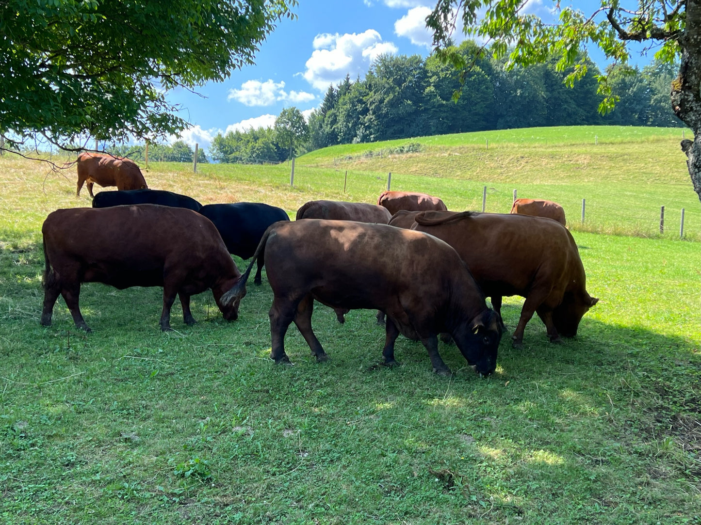 Rinderbraten vom Bio-Angus-Rind